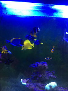 昌平北七家海水魚友出養定老魚，限同城打包自提，共探海水養殖技術交流